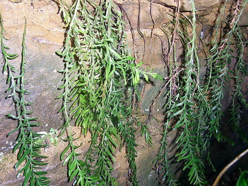 File:Tmesipteris truncata Turramurra.jpg