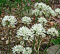 Triteleia hyacinthina