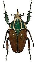 Mecynorhina ugandensis var.