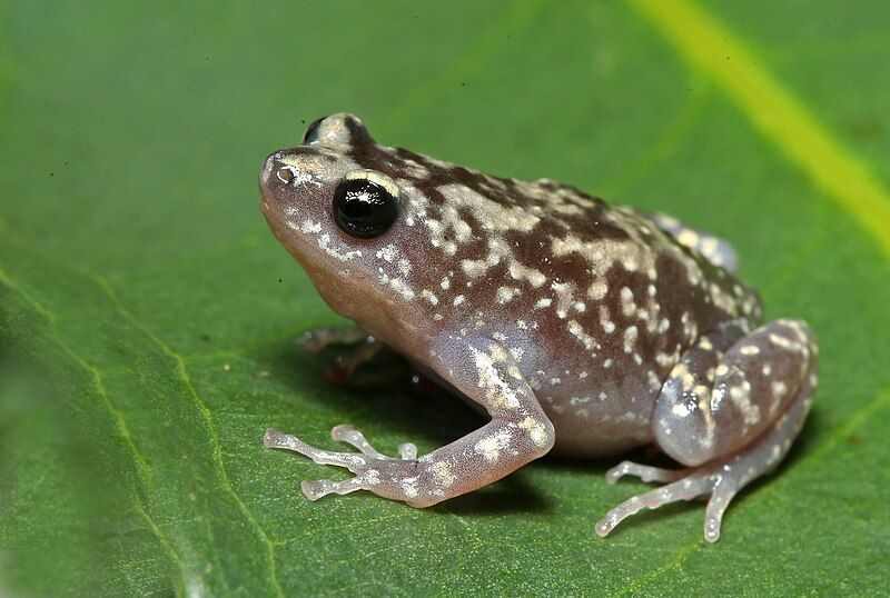 File:Uperodon variegatus-Ramanella variegata.jpg