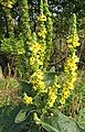 Verbascum nigrum 02