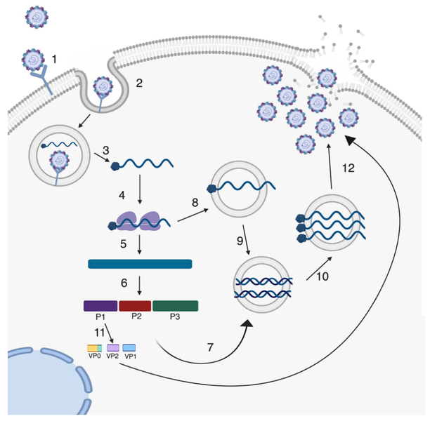 File:Viruses-11-00460-g002.png