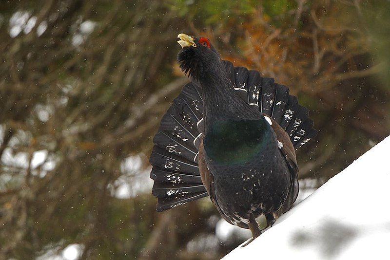 File:Western Capercaillie Spain.jpg