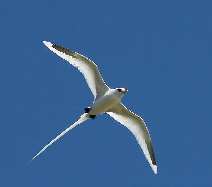 File:White-tailed tropicbird.jpg