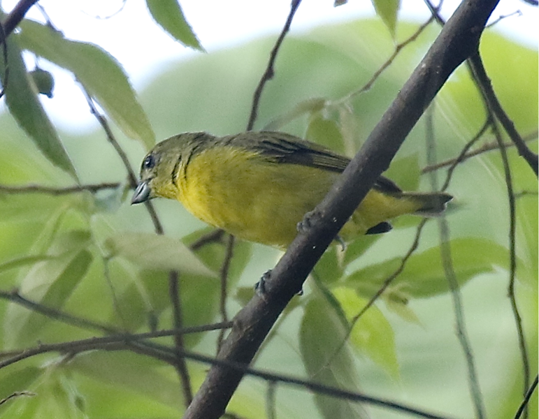 File:Yellow-crowned Euphonia.tif