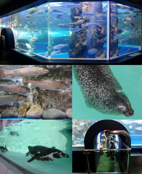 File:魚津水族館.png