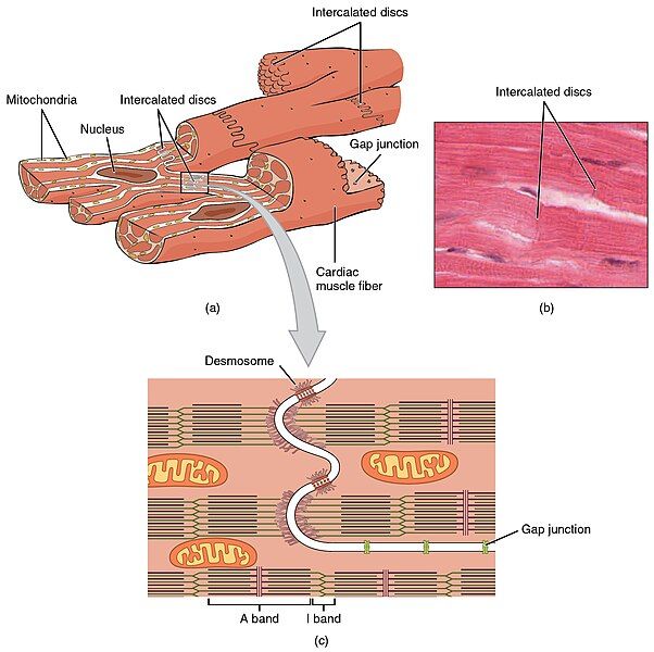 File:2017abc Cardiac Muscle.jpg