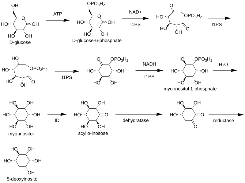 File:5-deoxyinositol biosynthesis.svg