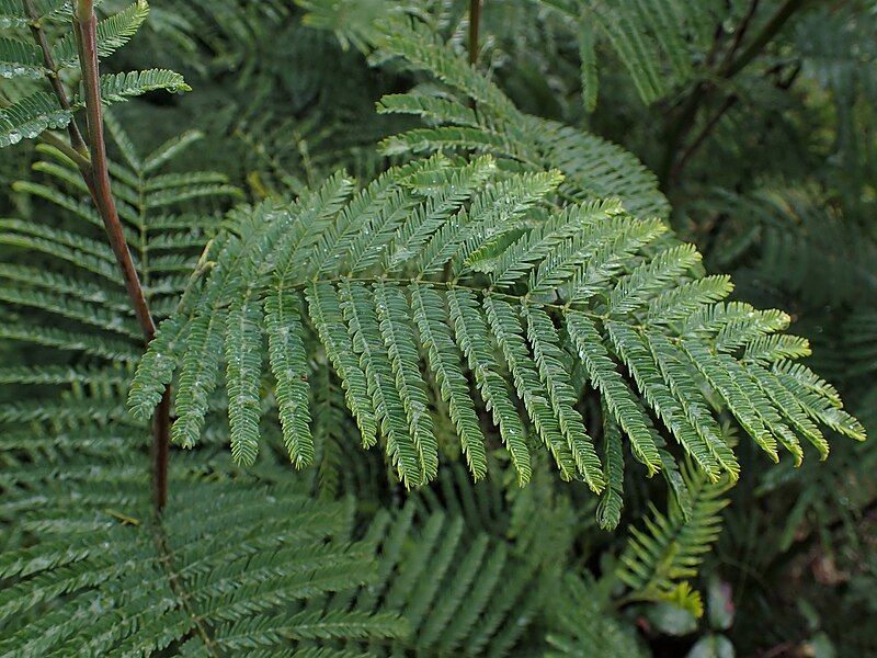 File:Acacia dealbata kz09.jpg