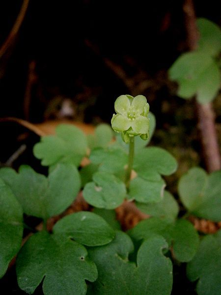 File:Adoxa moschatellina 02.jpg