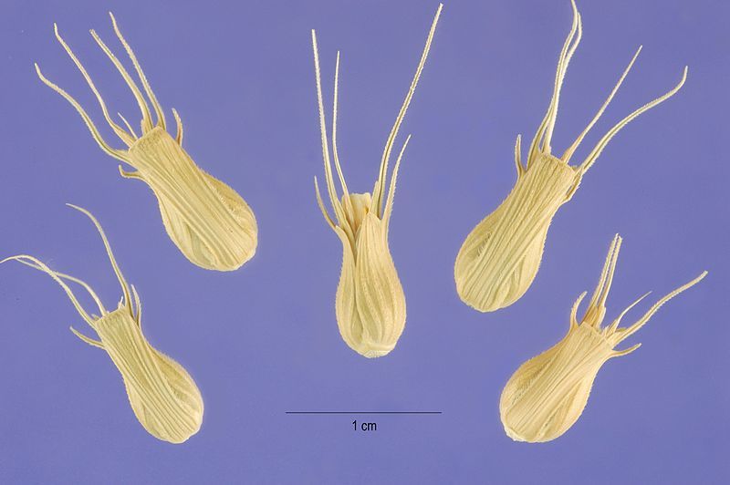 File:Aegilops ventricosa seeds.jpg