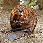 American beaver (Castor canadensis)