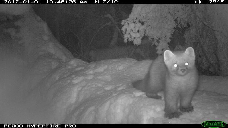 File:American marten (6626016275).jpg