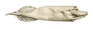 #68 (18/7/1895) Mantle measuring 46 cm originally recovered from sperm whale vomit, from a 1900 work by Louis Joubin (Joubin, 1900:pl. 15 fig. 8). This specimen is the holotype of Dubioteuthis physeteris.