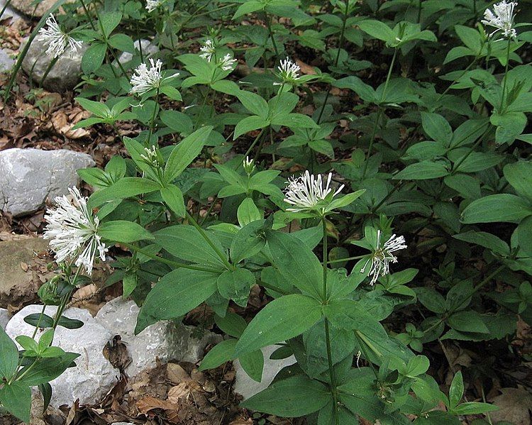 File:Asperula taurina PID1935-1.jpg