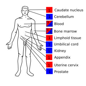 File:Atlas-BRCA1.svg