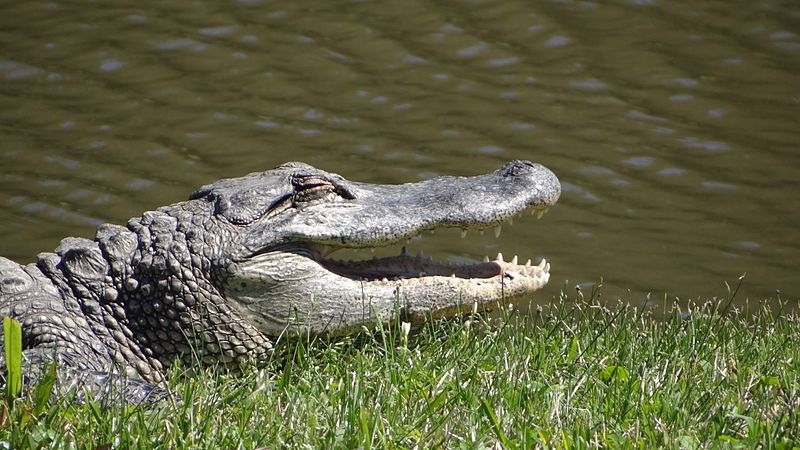 File:Avery Island, Louisiana-044.JPG