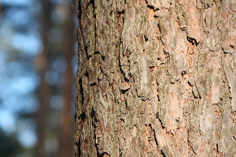 File:Bark of pine.jpg