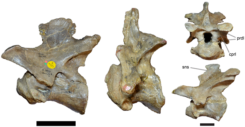 File:Baryonyx neck vertebrae.png