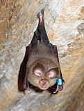 Lesser horseshoe bat