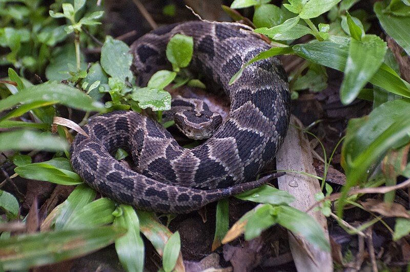 File:Bothrops cotiara 339888586.jpg