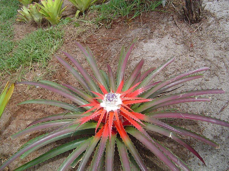 File:Bromelia balansae.jpg