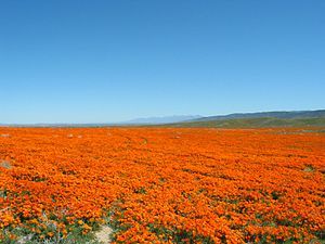 A field of California poppies