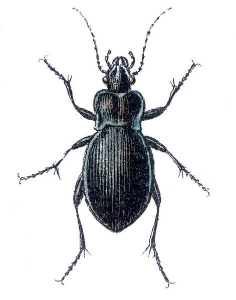 File:Carabus convexus.jpg