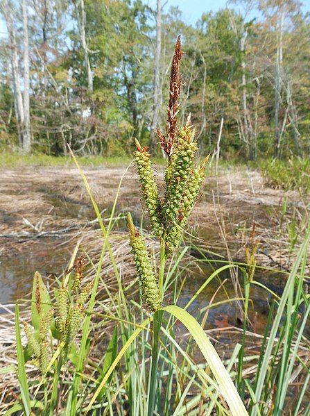 File:Carex joorii.jpg