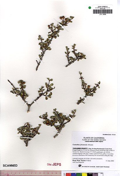 File:Ceanothus fresnensis JEPS109986.jpg