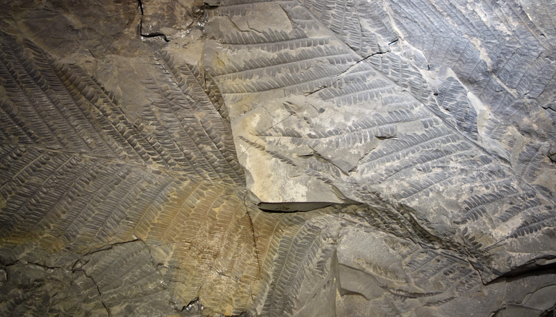 File:Cladophlebis fossil cropped.png