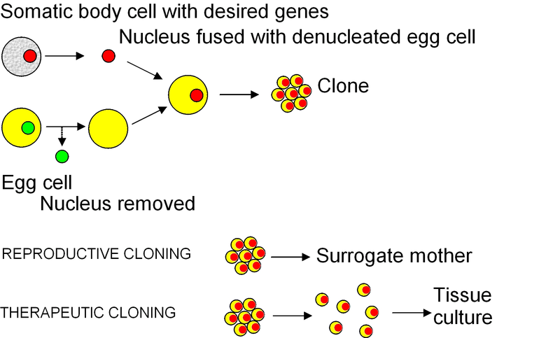 File:Cloning diagram english.png