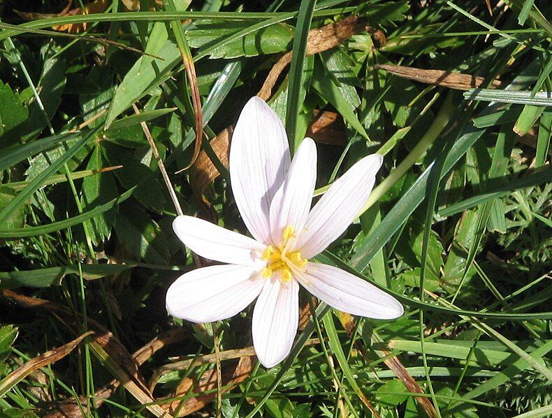 File:Colchicum alpinum4a.JPG