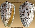 Conus arenatus Hwass in Bruguière, J.G., 1792