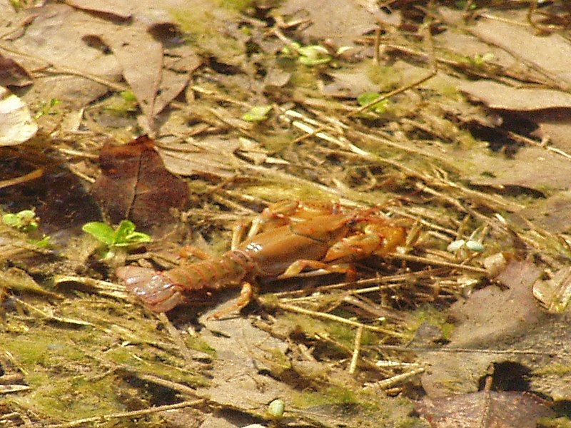 File:Crayfish P4140084.jpg