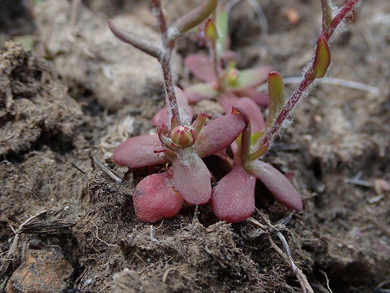 File:Crocidium multicaule iNat-111376817.2.jpg