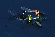 Mating II. The male pushes the female under the water.