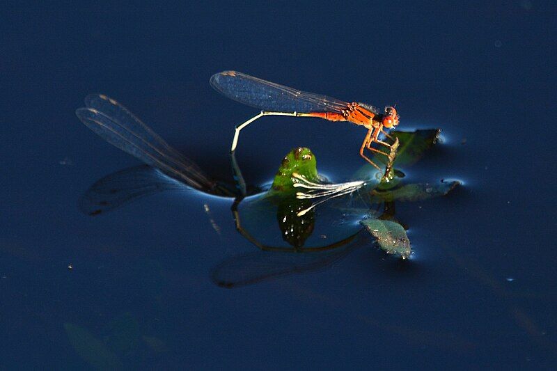 File:Damselflies (27871091564).jpg