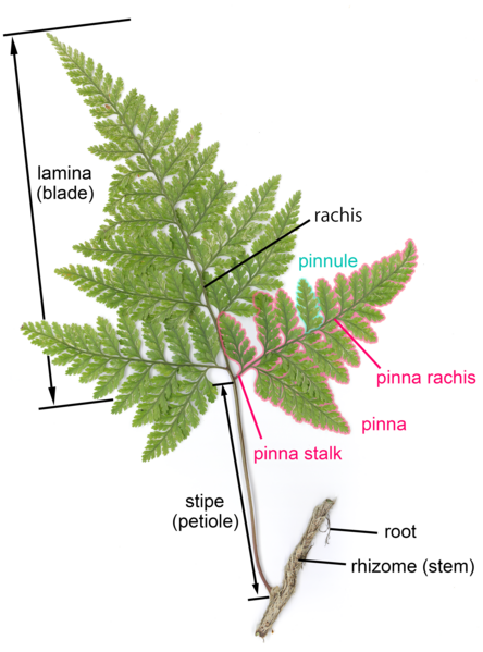 File:Davalia frond parts.png