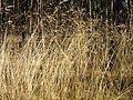 Wavy hair-grass.