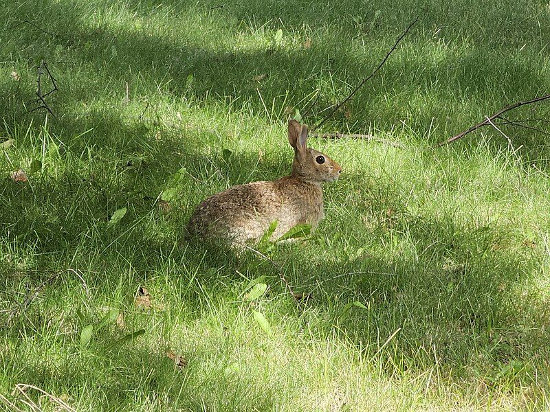 File:Eastern Cottontail Minnesota.jpg