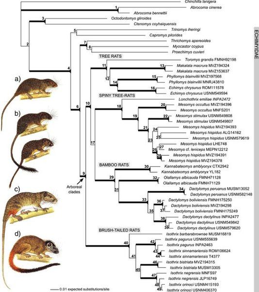 File:Echimyidae phylogeny.jpg