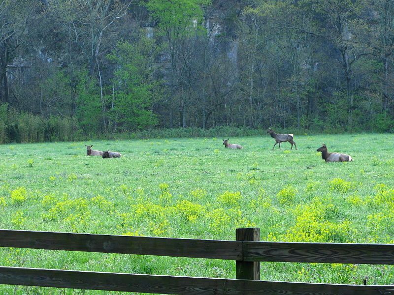 File:Elk Boxley Valley.jpg