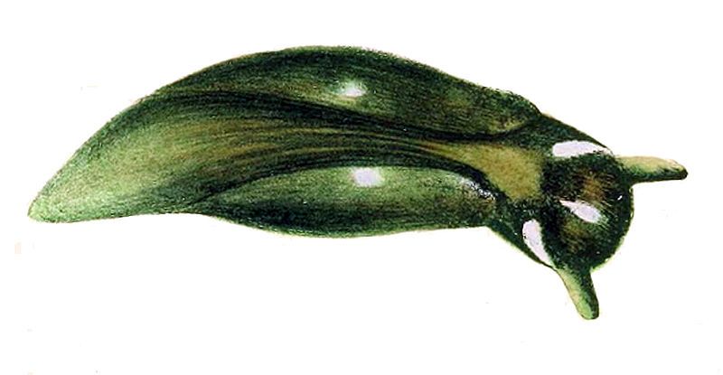 File:Elysia catulus.jpg