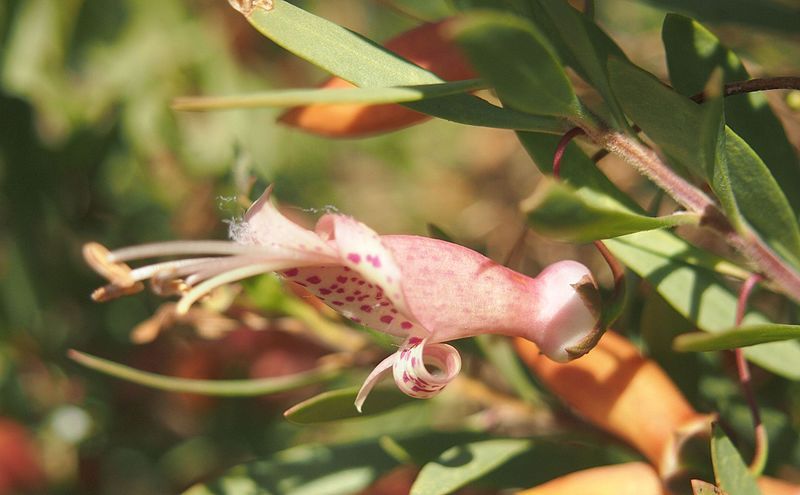 File:Eremophila mac.jpg