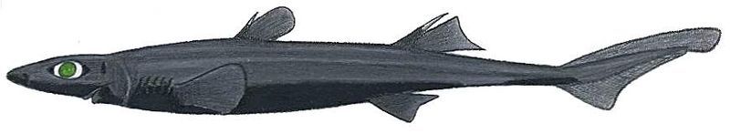 File:Etmopterus bullisi.JPG