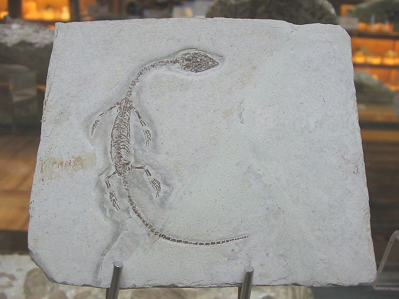 File:Fósil Hyphalosaurus lingyuanensis.jpg