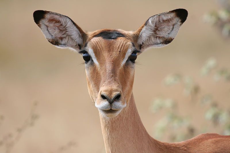 File:Female impala headshot.jpg