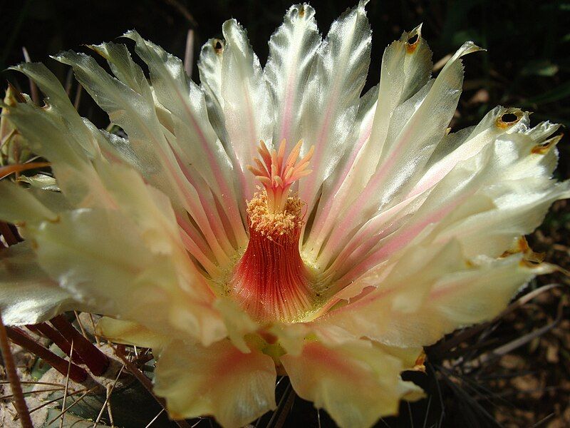 File:Ferocactus townsendianus 62079391.jpg