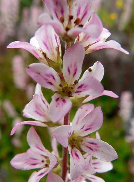 File:Francoa sonchifolia flowers.jpg